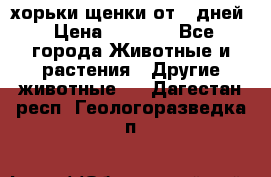 хорьки щенки от 35дней › Цена ­ 4 000 - Все города Животные и растения » Другие животные   . Дагестан респ.,Геологоразведка п.